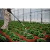 TITAN SPRAYER 12L - 1